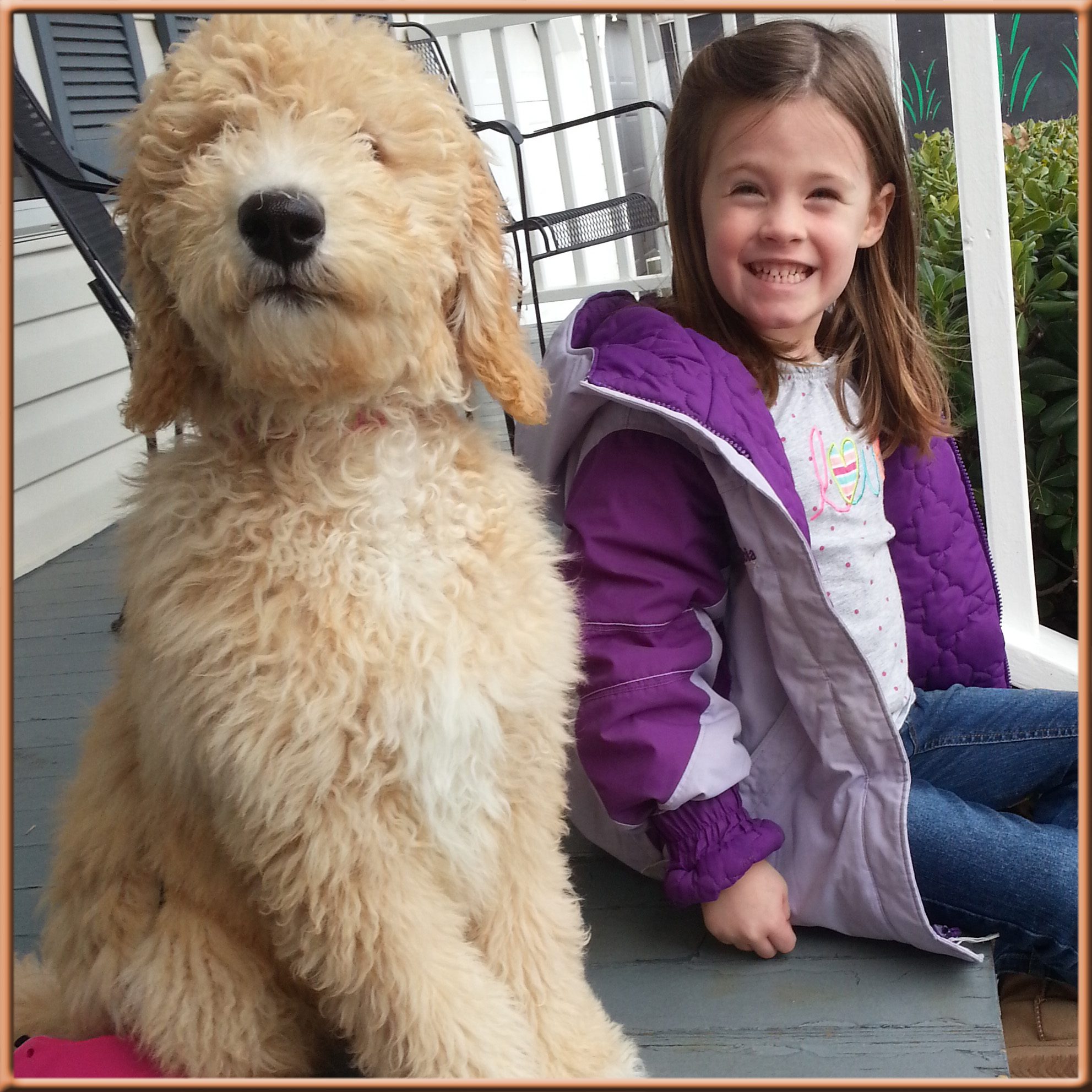 Size Of Goldendoodles Goldenacresdogs