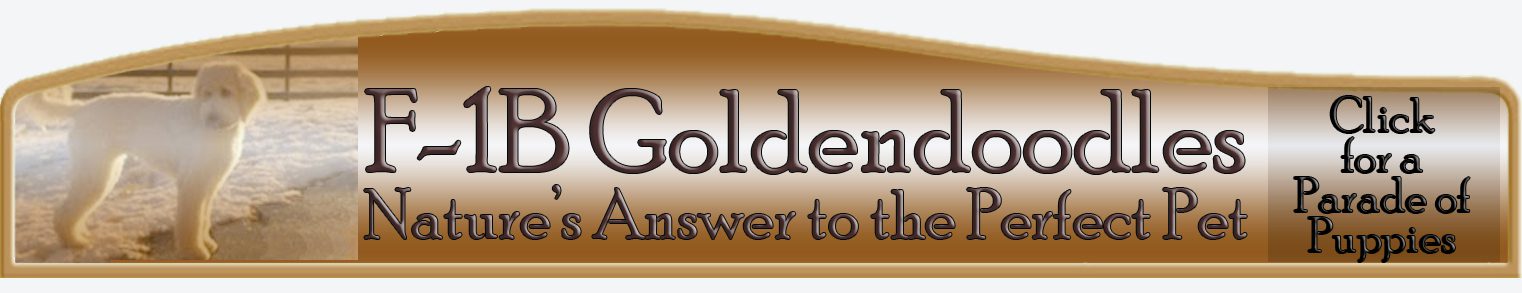 Front-Page-Goldendoodles-Caption_Gradient_7