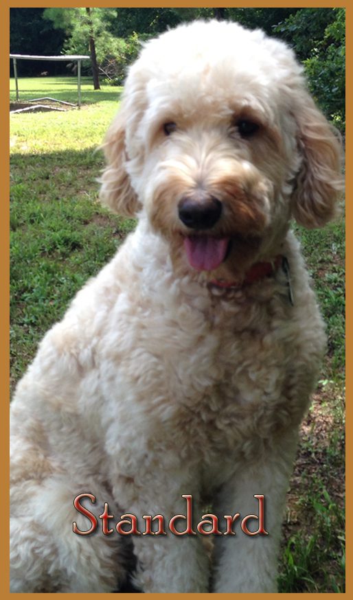 non shedding golden retriever goldendoodles the best f1b goldendoodles in carolina non shedding non shedding golden retriever goldendoodles the best f1b goldendoodles in carolina non shedding