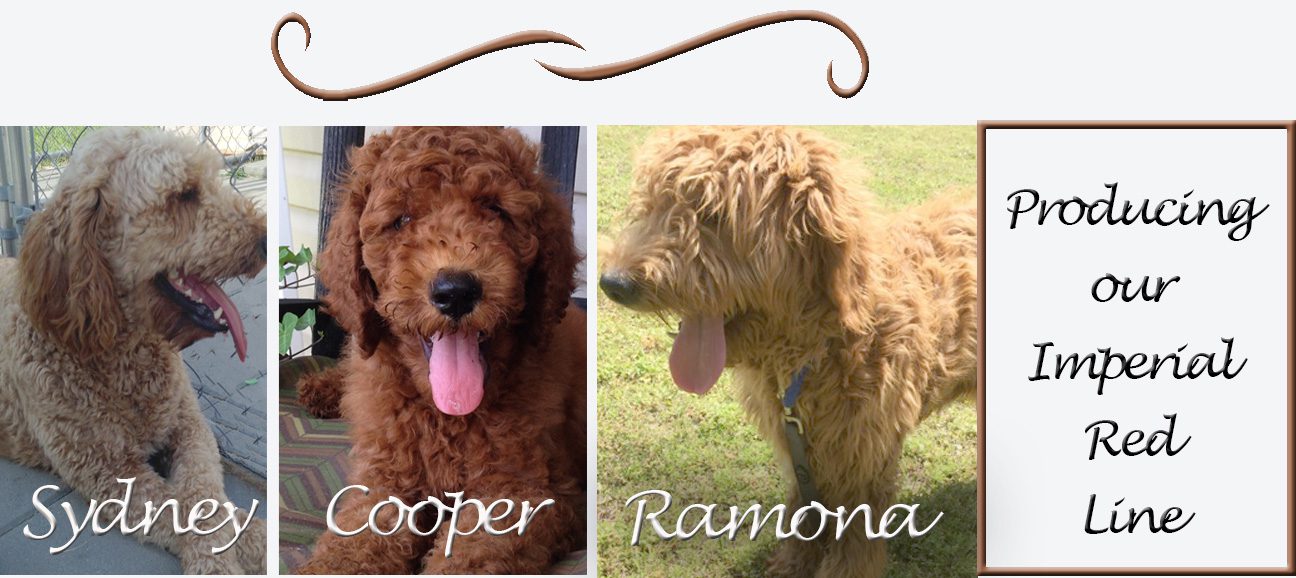 Sydney Romona and Cooper