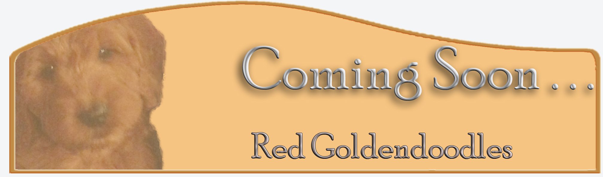 coming-soon-red-goldendoodles7