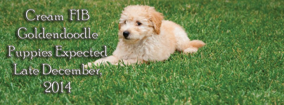 the best golden retriever breeders best golden retriever breeders nc breeds picture the best golden retriever breeders best golden retriever breeders nc breeds picture