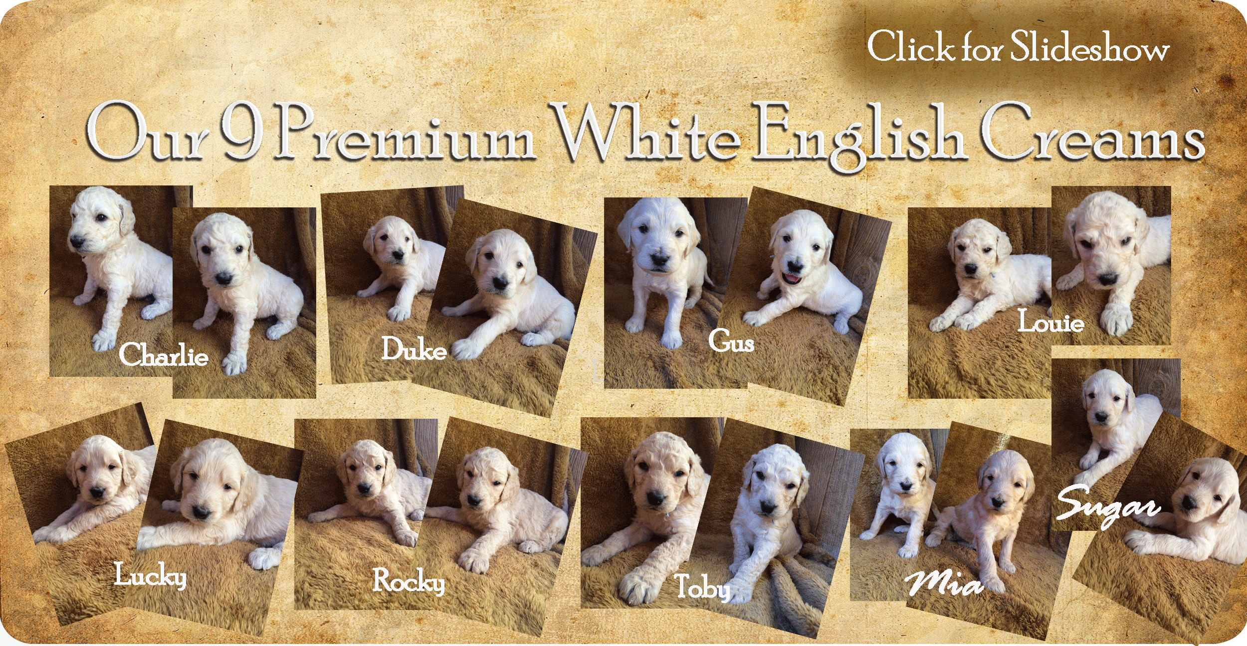 Goldendoodle 4 weeks old hot sale