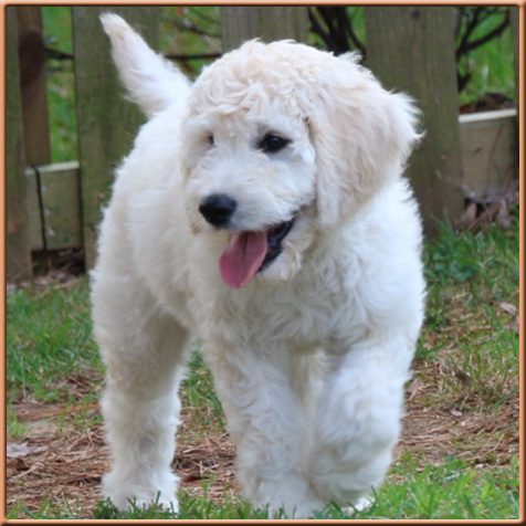mini goldendoodle puppies nc f1b mini goldendoodles breeds picture mini goldendoodle puppies nc f1b mini goldendoodles breeds picture