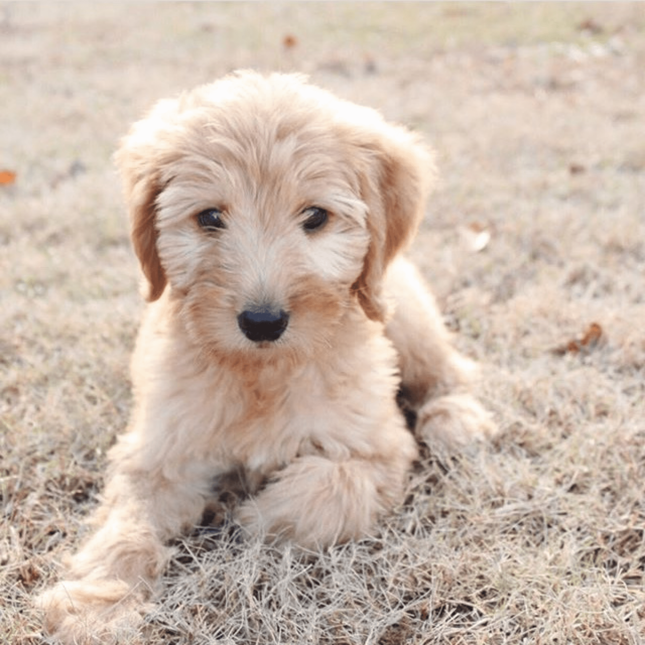 Caramel Cream Pup Knight Goldendoodles