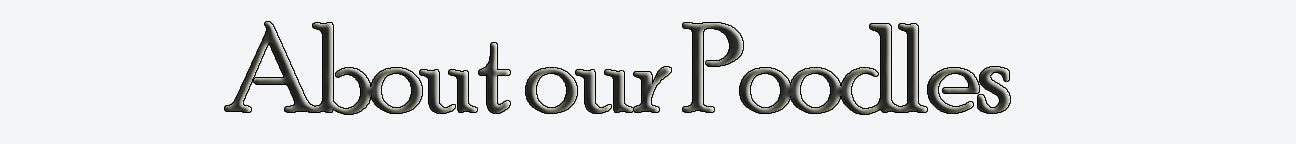 about-our-poodlesr
