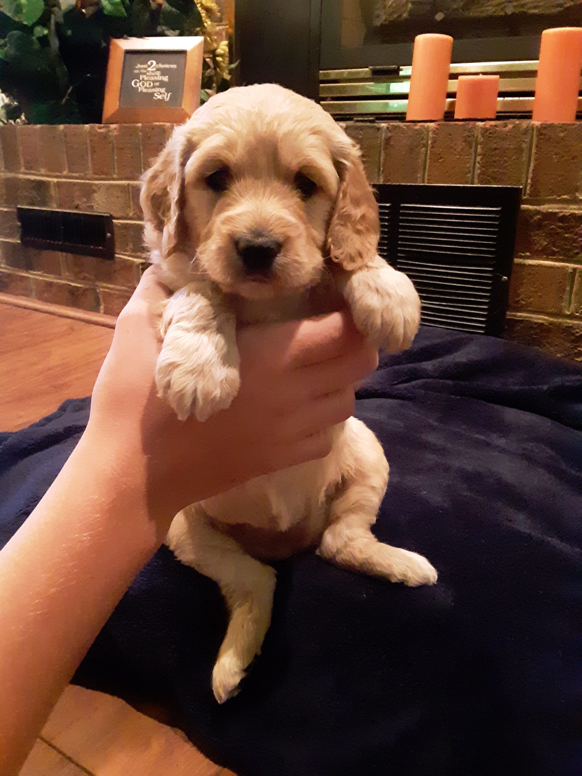 Ivy