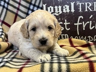 Dolly Small