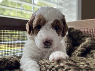 Aggie Small