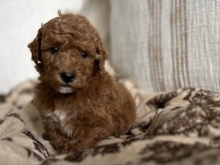 Rusty Small