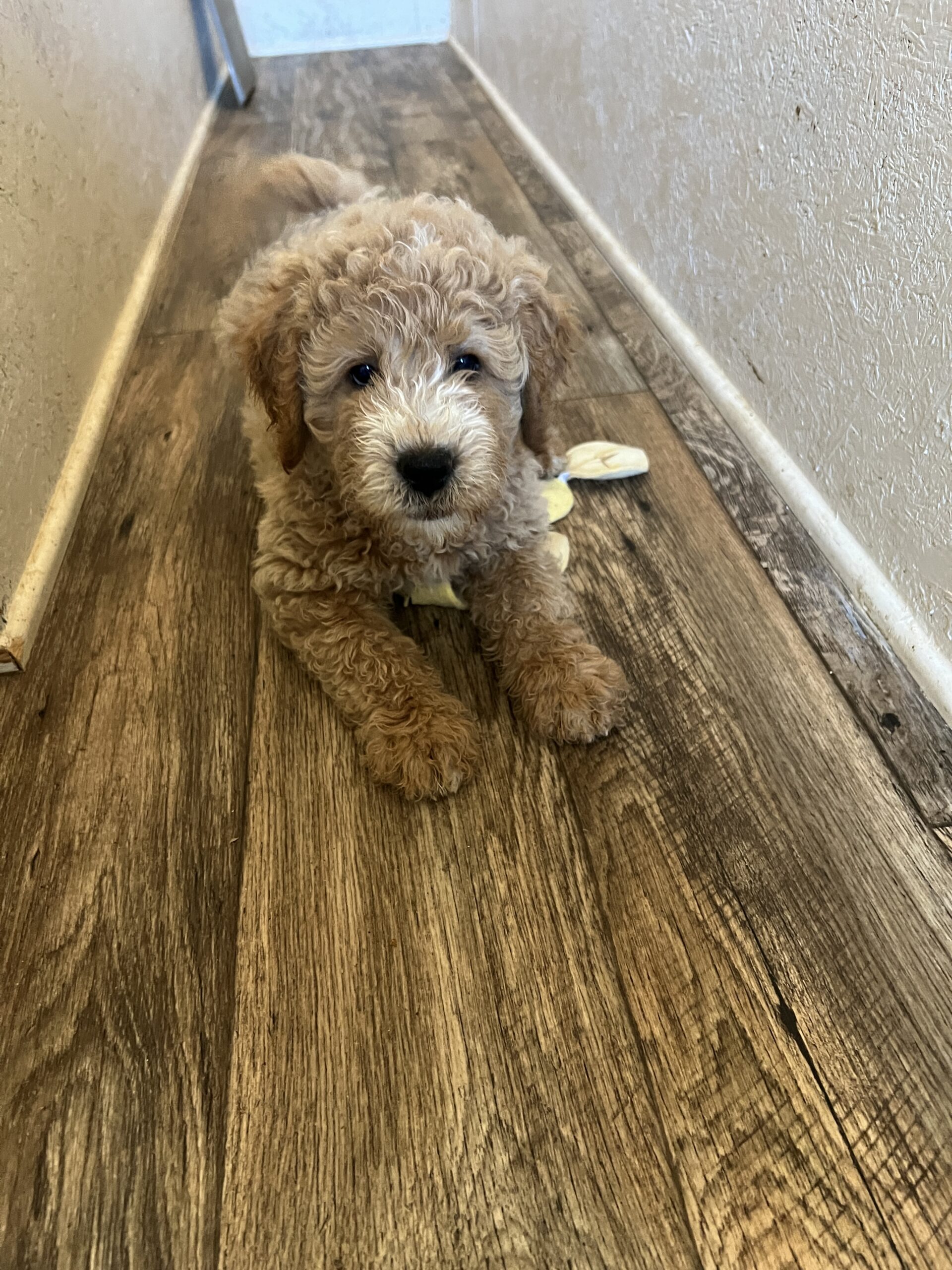 Baxter 1