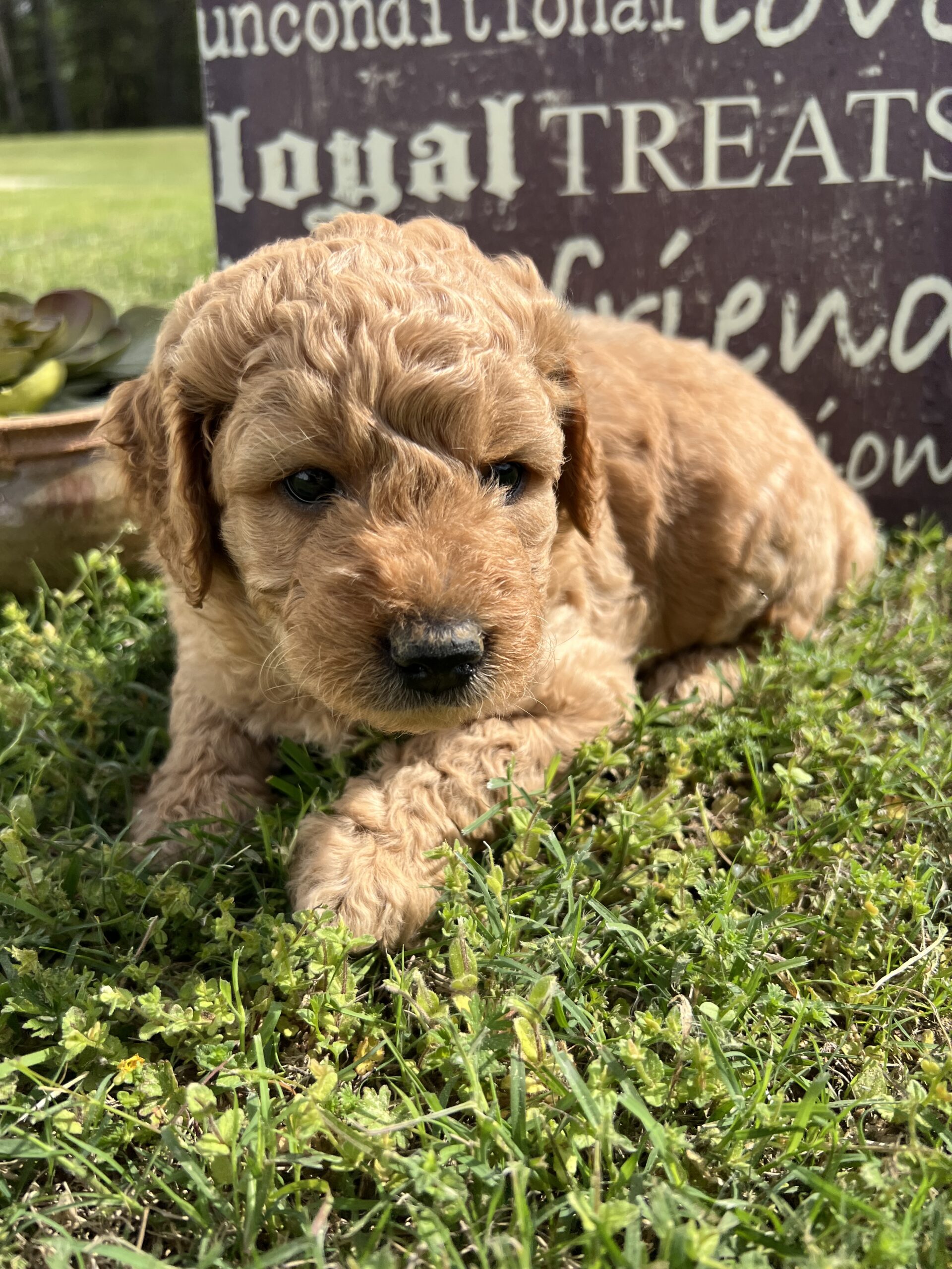Hank