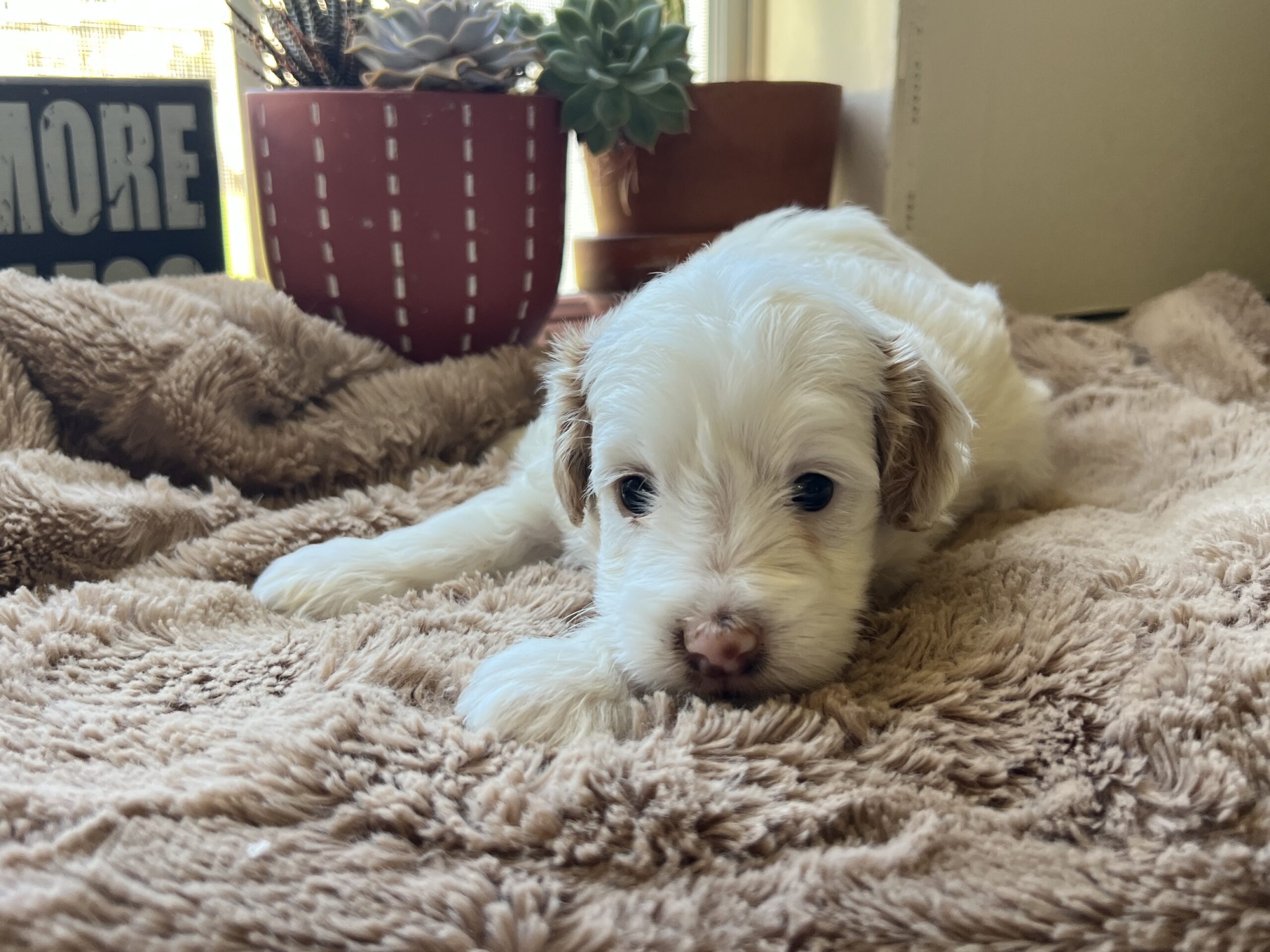 Max