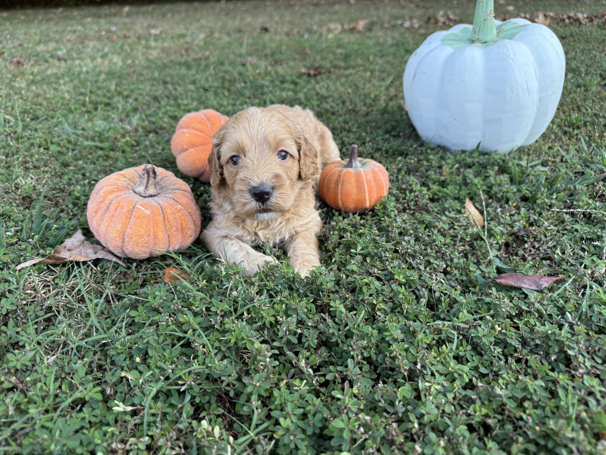Charlie