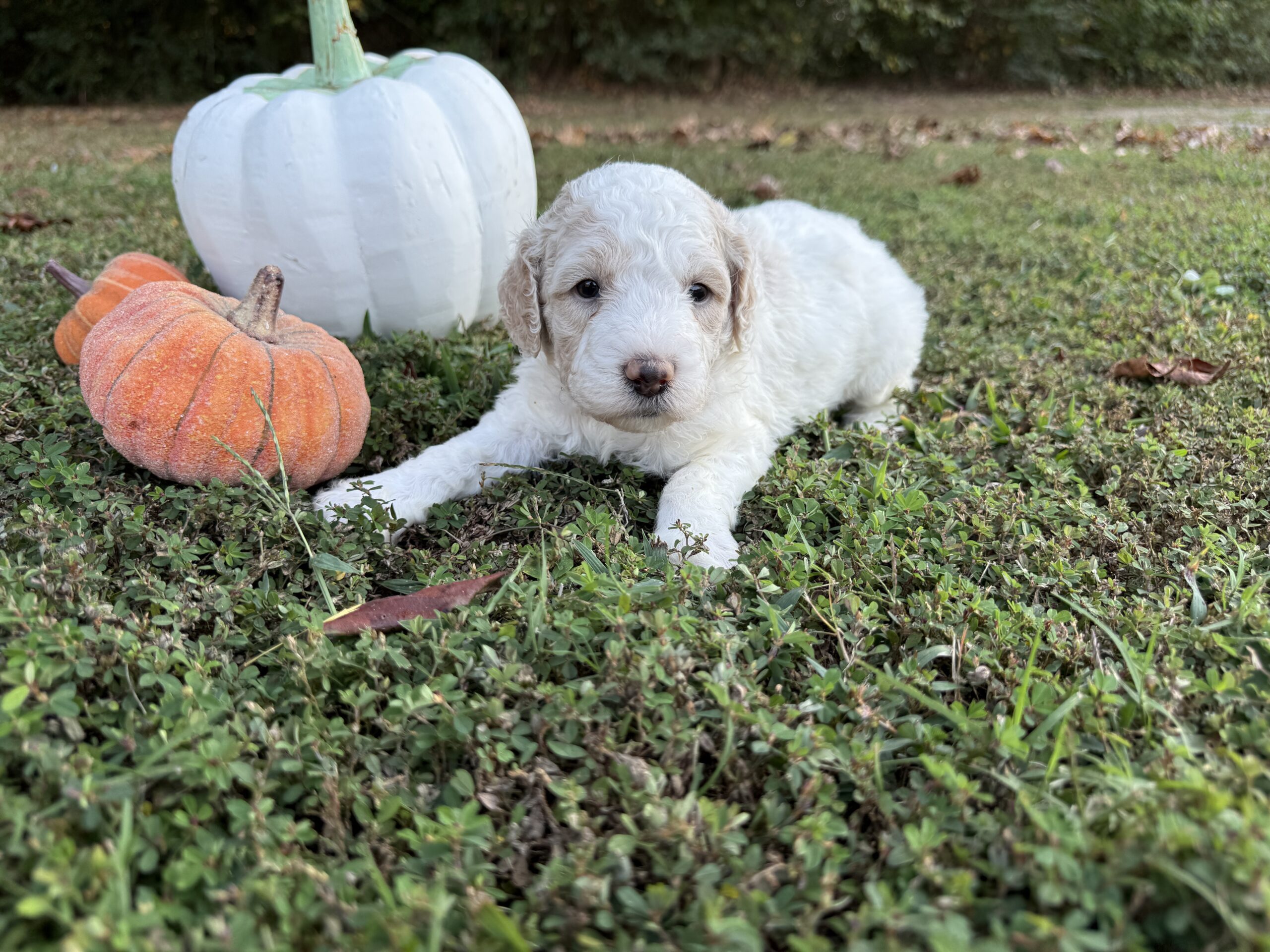 Winston